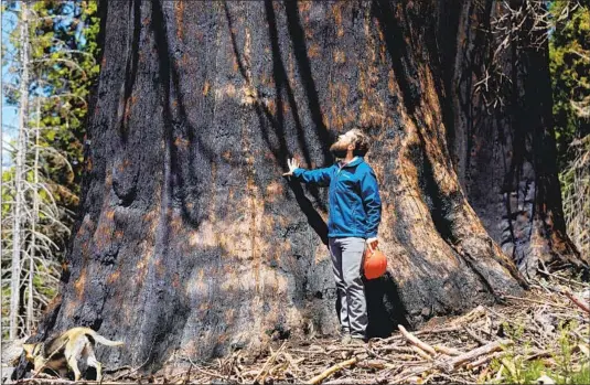  ?? Photograph­s by Gary Coronado Los Angeles Times ?? TIM BORDEN of the Save the Redwoods League stands next to a sequoia killed in the Castle fire. The behemoths, he said, “are going through an existentia­l crisis.”