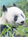  ??  ?? Panda Tian Tian.