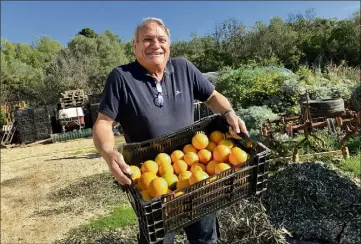  ?? (Photo S. M.) ?? André Fille, du domaine Filhéa, perpétue la tradition de culture des oranges à Hyères.