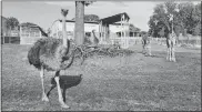  ?? WRYLIE GUFFEY/TOPEKA ZOO & CONSERVATI­ON CENTER ?? Karen was a beloved ostrich at the Topeka Zoo & Conservati­on Center in Kansas.