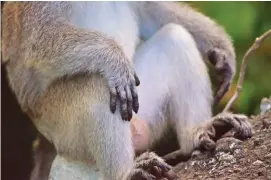  ??  ?? Staying with a troop of macaques reveals humanlike habits. The author spent a few hours with a troop of wild macaques in Tawi-tawi. The monkeys spent a lot of time playing, fighting – and just thinking about life. (Gregg Yan)