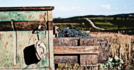  ?? HARRY ANNONI PHOTOS ?? Red grapes are harvested in the Maconnais region of France. It was predominan­tly a red wine region until the 1980s when the popularity of chardonnay soared.