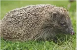  ??  ?? Hedgehogs are seen as an indicator species