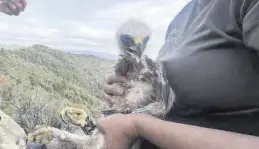  ?? MÒNICA MIRA ?? Aquest pollet d’àguila de panxa blanca ha sigut rescatat d’una mort segura.