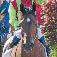  ?? Photo: FAIRFAX NZ ?? Out? Mosse is the favourite butmaynot get to start in the Railway Stakes at Ellerslie in Auckland on Tuesday.