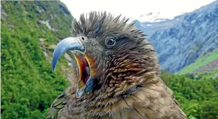  ?? WASHINGTON POST ?? Kea are at high risk of death by 1080, because they are attracted to baits, says Mcqueen.