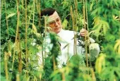  ??  ?? Dr Guy: Pioneer of medicinal cannabis