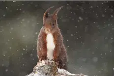  ??  ?? UNDER the Snow by Audren Morel, France. Unafraid of the snowy blizzard, this squirrel came to visit Morel as he was photograph­ing birds, impressing him with its endurance.