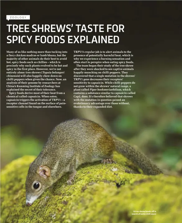  ??  ?? A tree shrew heads off in search of some chilli sauce