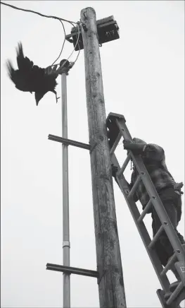  ?? Photo by James Mason ?? TRAPPED— A raven became trapped at the top of a light pole on Seppala Drive Friday when a single talon caught in a wire splice. It was freed by John Handelman and Bill Dunker. Here, Bill Dunker is approachin­g the raven on the ladder to free him from its predicamen­t.