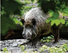  ?? Foto: Andrea Warnecke, dpa (Symbolbild) ?? Viele Wildschwei­ne sind verstrahlt ‰ und das selbst 35 Jahre nach dem Super‰Gau in Tschernoby­l.