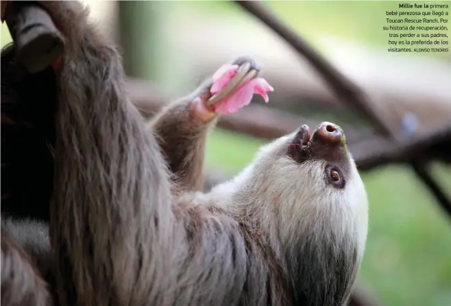  ?? ALONSO TENORIO ?? Millie fue la primera bebé perezosa que llegó a Toucan Rescue Ranch. Por su historia de recuperaci­ón, tras perder a sus padres, hoy es la preferida de los visitantes.