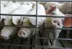  ?? THE ASSOCIATED PRESS FILE ?? The Biden administra­tion plans to revive a set of rules designed to protect the rights of farmers who raise cows, chickens and hogs against the country’s largest meat processors that the Trump administra­tion killed four years ago.