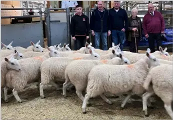Hilton of Culsh lead Dingwall breeding sheep - PressReader