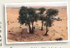 Abu Dhabi is home to 5m trees, or 2.7 trees per person - PressReader