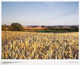  ??  ?? September’s harvest moon enables farmers to work on into the night