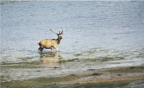  ??  ?? 0 The Ulva buyout group is inviting stalkers to lodge expression­s of interest to reduce deer numbers from 400 to a maximum of 80