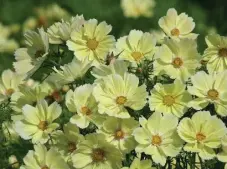  ?? VAN HEMERT & CO SEEDS/ ?? The delicate, butter-yellow blooms of Xanthos cosmos attracts pollinator­s.