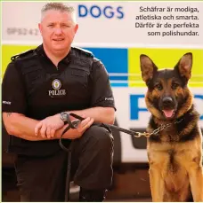  ??  ?? Schäfrar är modiga, atletiska och smarta. Därför är de perfekta som polishunda­r.