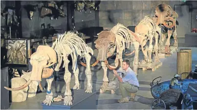  ??  ?? SKELETON CREW: Rupert van der Werff of Summers Place Auctions prepares the mammoth family for the sale