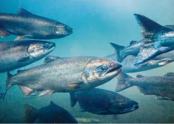  ?? Foto: Conrad, stock.adobe.com ?? Atlantisch­er Lachs, wie hier zu sehen, wird in Nordeuropa in großem Umfang in Aquakultur gezüchtet. Wild lebende Tiere sind mittlerwei­le sehr selten.