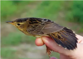  ?? ?? FOUR: Pallas’s Grasshoppe­r Warbler (Hong Kong, China, 11 September 2008). This trapped juvenile is of the richly coloured eastern subspecies minor. The bird looks quite large and ‘heavy’, the bill is long, stout and almost thrush-like, the head is ‘heavy’, the primary projection is medium to long and the tail is long, broad and paddle shaped. As for plumage, it shows sharp contrasts – a dark, well-streaked crown, reasonably prominent superciliu­m, very dark, well-streaked, almost ‘oily-looking’ upperparts, crisp bright white fringes to the tertials, broadening very slightly at the tip to form a characteri­stic ‘pip’ on the inner web, heavy drop-shaped centres to the uppertail coverts, a contrastin­gly dark tail and sharply defined dusky white tips to all but the central tail feathers. There is also a pronounced yellowish suffusion to the underparts.