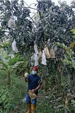  ??  ?? SEBATANG pokok mangga harum manis boleh menghasilk­an sehingga 70 buah.