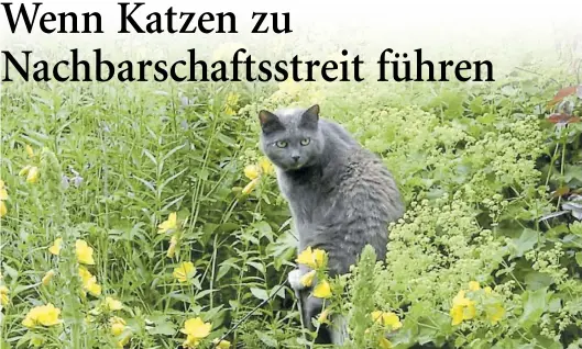  ?? BILD: peter busch ?? Stören Katzen in Blumenraba­tten, kann man sie mit einer Bepflanzun­g von Katzenminz­e in andere Gartenregi­onen locken.