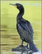  ??  ?? A cormorant.