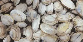  ?? AP PHOTO ?? AHHH SHUCKS: New England’s clamming industry, above, is facing a shortage as the tasty shellfish is not as plentiful as it once was compared to the 1970s.