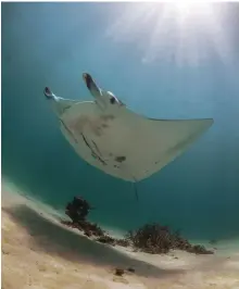  ?? CREDIT: MIGRATION MEDIA / GETTY IMAGES ?? Manta ray (Manta birostris) on Ningaloo Reef.