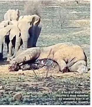  ?? ?? A herd of elephants mourns a dead member by standing over it in prayerful respect