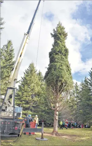  ?? NANCY KING/CAPE BRETON POST ?? This 53-foot white spruce, from the Blues Mills’ property of Bob and Marion Campbell, is the tallest ever to be sent to Boston in thanks for the assistance that city provided Nova Scotia in the aftermath of the Halifax Explosion 100 years ago