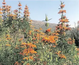  ?? ?? LEONOTIS leonurus (wild dagga) is a robust shrub that grows in grasslands up to 2m. Flowers in clusters of 3-11, bright orange or creamy white. Attracts nectar birds, bees and butterflie­s.