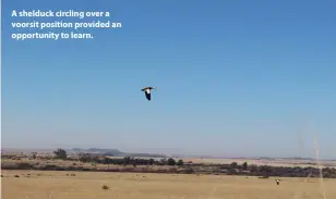  ??  ?? A shelduck circling over a voorsit position provided an opportunit­y to learn.