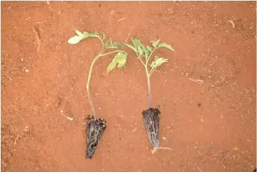  ?? Bill kerr ?? ABOVE:
The plant on the left was allowed to become too long before hardening; the other plant has been hardened optimally.