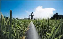  ?? BEN NELMS/ FOR NATIONAL POST ?? An irrigation system sprays water on David Janssens’ hay field at his B.C. farm this week. In the worst drought in a decade, Janssens’ fields are still lush.