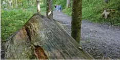  ?? Symbolfoto: Kölle ?? Wald und Wiese verwandeln sich im Frühling in eine große tierische Kinderstub­e. Um die Wildtiere nicht zu stören, sollte man auf den Wegen bleiben.