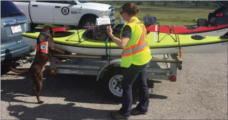  ?? Photos contribute­d Well-trained dogs are in their third year of checking watercraft for aquatic invasive species, such as the zebra and quagga mussels. HIlo, Seuss, and Diesel were trained at Dogs for Conservati­on in Montana for Alberta Aquatic Invasive S ??