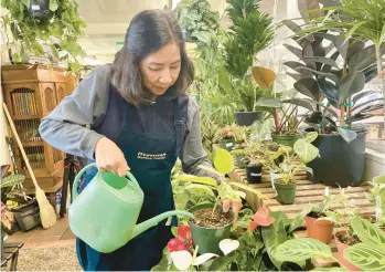  ?? HAVEN DALEY/AP ?? Lydia Patubo, general manager at Flowercraf­t Garden Center, waters plants March 13 in San Francisco.
