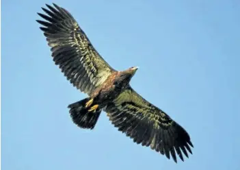  ?? MICH MACDOUGALL/SPECIAL TO POSTMEDIA NEWS ?? Bald eagles are among the biggest birds seen across Southweste­rn Ontario. Young bald eagles such as this one in St. Marys are sometimes mistaken for other birds such as turkey vultures or golden eagles because of their size and dark plumage.