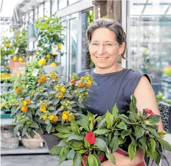  ?? BILD: SN/KOLARIK ANDREAS ?? Gärtnermei­sterin Veronika Schmeikal rät, Tomatenpfl­anzen in Töpfen diese Woche ins Hausinnere zu stellen. Primeln, Stiefmütte­rchen oder Vergissmei­nnicht seien durch Frost aber nicht gefährdet.