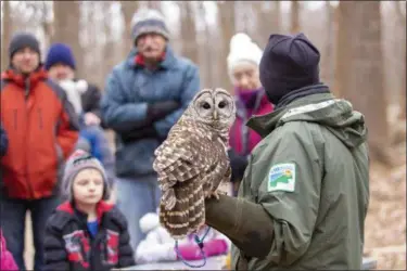  ?? CARRIE GARLAND — THE NEWS-HERALD ?? Hemlock the owl was a highlight of the interpreti­ve Winter Hike Feb. 10 at Penitentia­ry Glen in Kirtland.