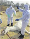  ?? HT PHOTO ?? Officials from the animal husbandry department in process of neutralisi­ng a mare in Hisar.