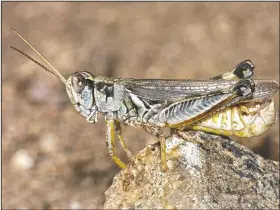  ?? (Courtesy Photo/U.S. Department of Agricultur­e’s Animal and Plant Health Inspection Service) ?? Besides feeding on grasslands, large grasshoppe­r population­s can also devastate cultivated crops such as alfalfa, wheat, barley, and corn.