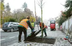  ?? Archivfoto: Erich Echter ?? Winterlind­en wurden als Ersatz für die gefällten Alleebäume in der Bahnhofstr­aße gepflanzt – das kann nicht alle über den Verlust hinwegtrös­ten.