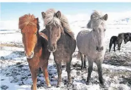  ?? ?? Islandpfer­de sind eine streng geschützte Pferderass­e.