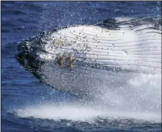  ?? AP PHOTO/MARK BAKER ?? A humpback whale breaches off the coast of Port Stephens, Australia, on June 14, 2021.