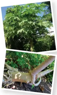  ??  ?? At top, a year- old papaya tree grows on Sanibel. Above, Hurricane Irma is September 2017 was just a temporary setback for this papaya tree’s trunk.