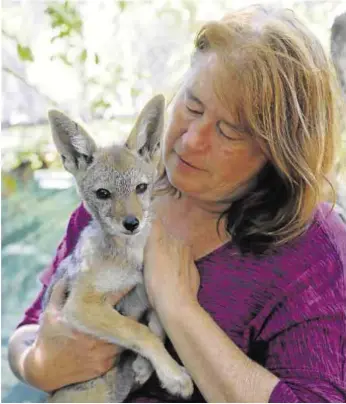  ?? Picture: MADELEINE CHAPUT ?? FOXY AMBASSADOR FOR COUSINS IN THE WILD: Zoo manager Alison Roux pictured with one of the six-week-old fox pups she has hand-reared since birth